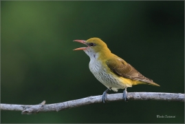 <p>ŽLUVA HAJNÍ (Oriolus oriolus) - jižní Morava - Pouzdřanská step ---- /Eurasian golden oriole - Pirol/</p>